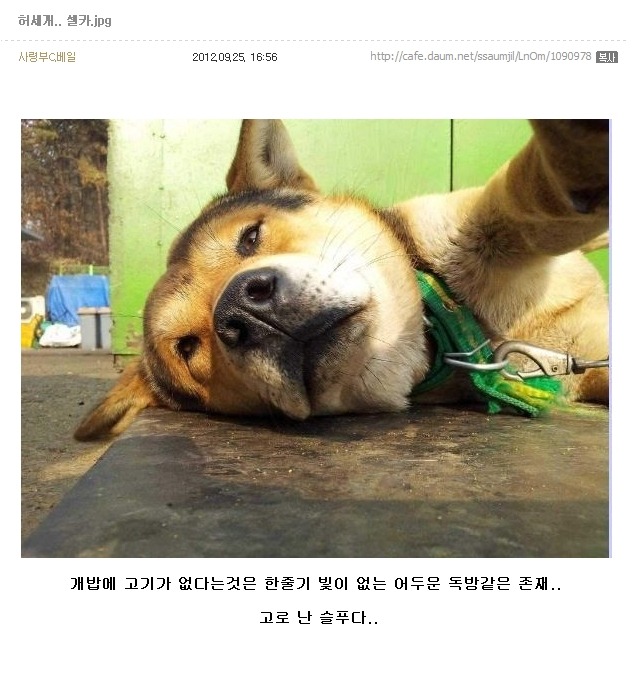 개허세.jpg