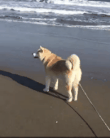 바닷가 시바견2.gif