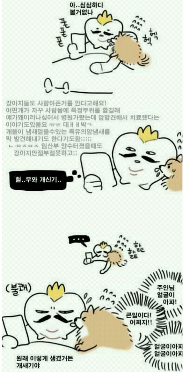 강아지가 얼글을 핥는 이유.png