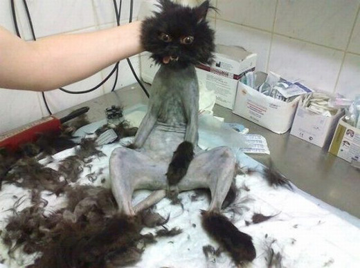 조폭고양이2.jpg