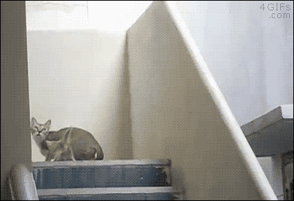 amazing ninja cat.gif
