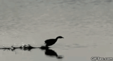 범인 오리 달인.gif