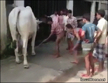 진정한 뒷발차기.gif