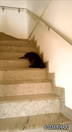 고양이액체설.gif