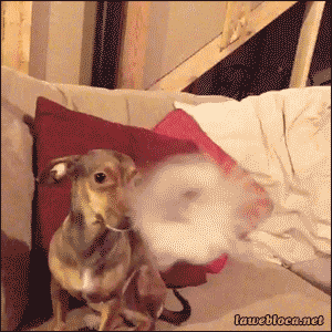 143297821666611.gif