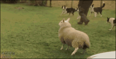 20150626_150544_-1465661826[1].gif