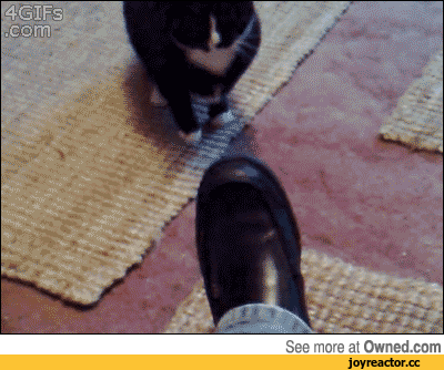f739ba3cb9a841dfd003a62a720eb37b_1450215371_3933.gif