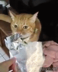 냥자질.gif