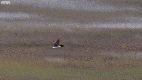 p2M93W.gif