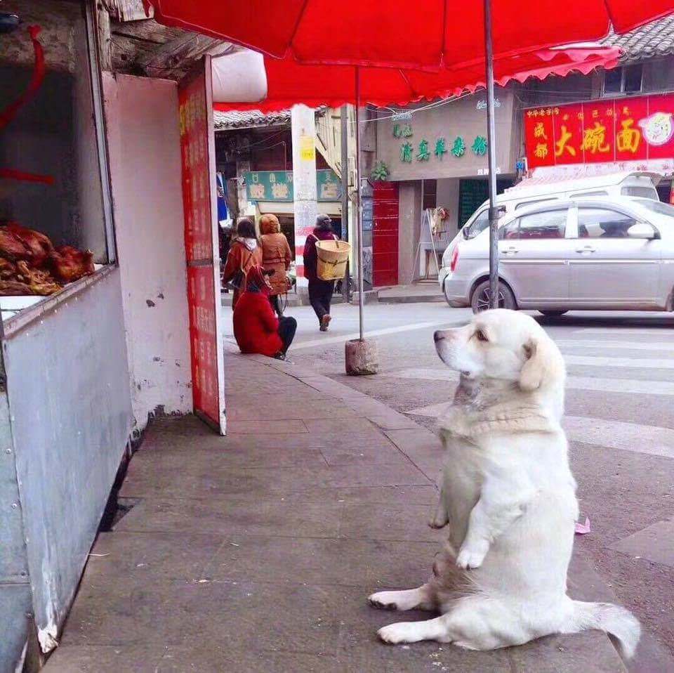 왠지 지갑을 열어야만 할것 같은....(한조각 던져줘라 쫌!! 말하고 싶지만... 한번주면...).jpg