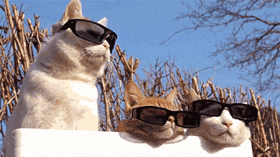 3696341097_9vrzxaen_7bc25f897a57f16e2e4c9a0898f8fe36.gif