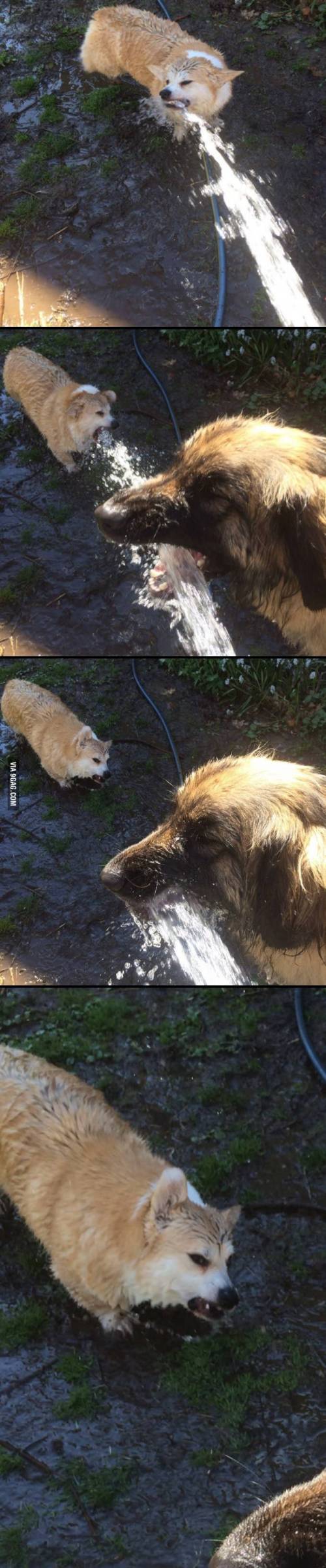 dog1.jpg