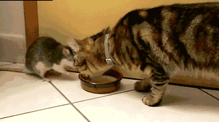 GAo54f49c0b3de5a.gif