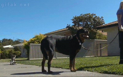 20150812_153152_1881775742.gif