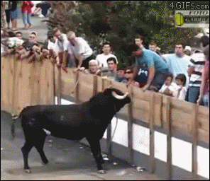 소를 무시하면 이런 결과가.gif