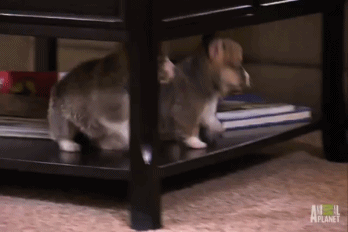 20141012_083846_431710022.gif