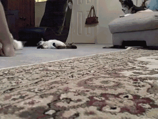 고양이걸레.gif