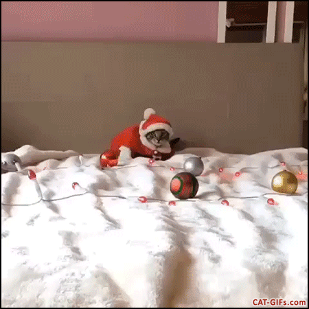 Christmas Cat GIF • When your Kitty is a funny cute Santa Kitten walking forward with determination.gif