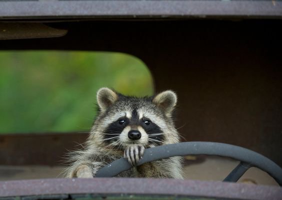 Raccoon_driving.jpg