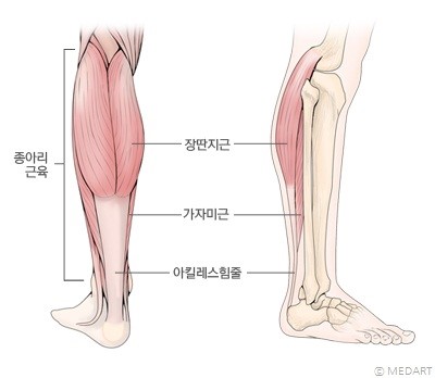 종아리.jpg