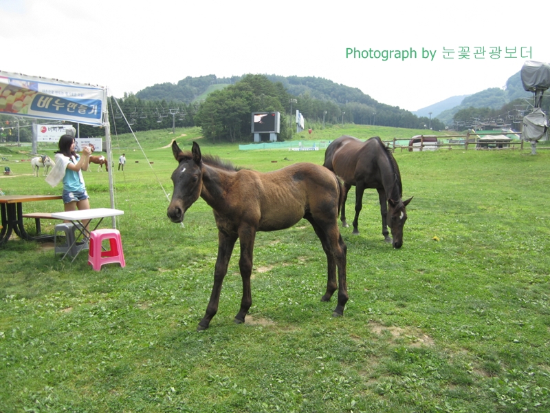 ypimage_20150803_06.JPG