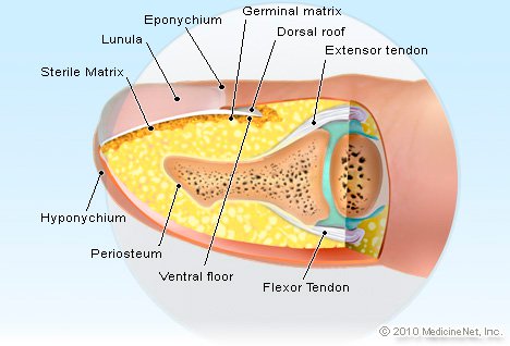 fingernail-anatomy.jpg